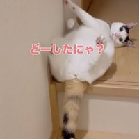 不思議そうに見る猫
