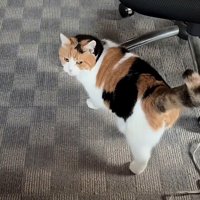 椅子付近で振り向く猫