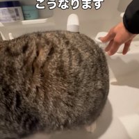 立ち上がる猫