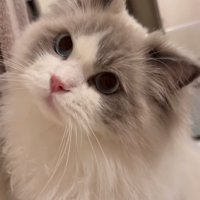首を傾げる猫