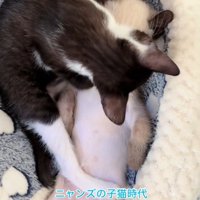 顔を舐めるヒジキちゃん