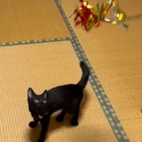 宙に浮いている猫じゃらしを見つめる猫