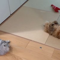 寝そべる白グレー猫とへそ天の茶猫