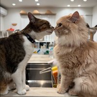 キスする猫