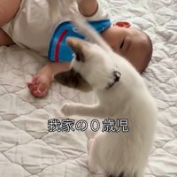 ぬいぐるみに飛びつくようにじゃれるつなちゃん