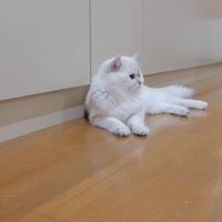 くつろぐパパ猫