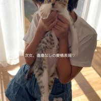 持ち上げられる子猫