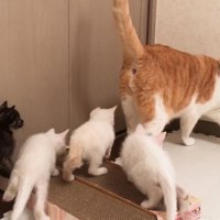 歩く成猫の後を追いかける子猫たち