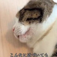 眠る猫の顔