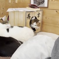 画像右上にハウスを指さす息子さんの手