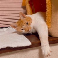 ペットハウスから上半身を出す猫