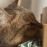 ベッドで寝ている猫