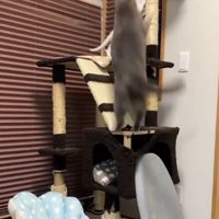 キャットタワーに上る兄猫