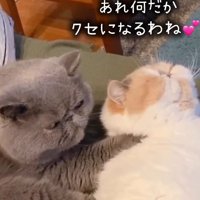 白茶猫の首を揉む猫（あれなんだか癖になるわね）