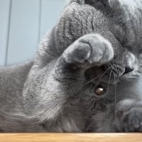 手で目をこする猫の写真