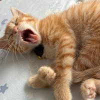 あくびしている猫