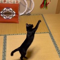 猫じゃらしに向かってジャンプする猫