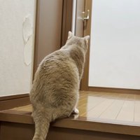 ドアの前で待機する猫
