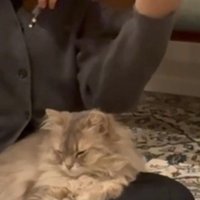 人の膝の上に座っている猫