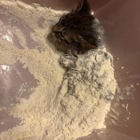 小麦をまぶされる子猫