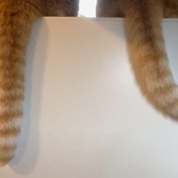 右にシッポを動かす