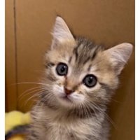 ダンボールに入っている子猫