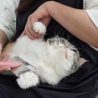 前足を上げてブラッシング