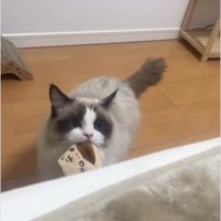 ベッドに乗ろうとしている猫