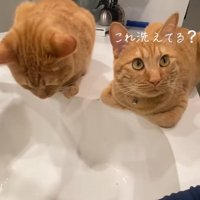 洗い場のそばに香箱座りして飼い主を見る2匹の猫