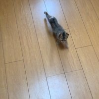 歩いてくるタロちゃん