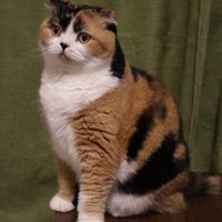 スコティッシュフォールドの三毛猫の立ちポーズ