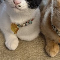 そっくりな姿で前足を出す2頭の猫