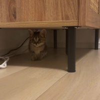 棚の下に子猫