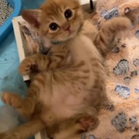 仰向けで手足を広げる茶トラ