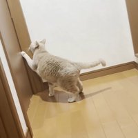 ドアをひっかいている猫