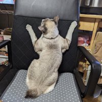 クリーム色の体にグレー色のワンポイントが混ざった模様の猫