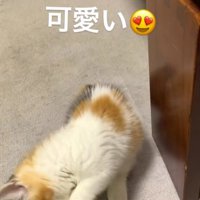 前足を下ろして地面に着地する子猫