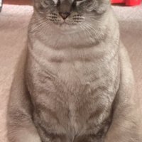 全体的に丸いフォルムになった猫