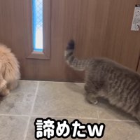 諦めた