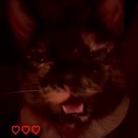 フリーズする猫