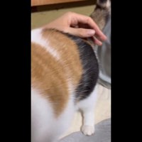 お尻をなでなで