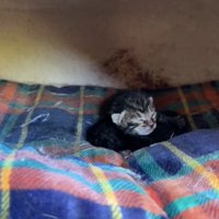 ベッドに寝る子猫