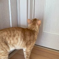 廊下を歩き回る猫