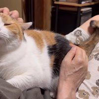 膝の上に抱っこされている猫