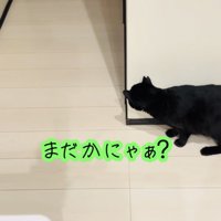 廊下の影でお父さんを待ち伏せする黒猫