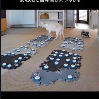 飼い主のところへ向かう猫