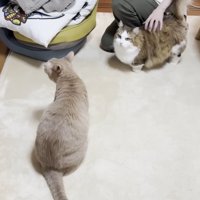 背中に手を置かれている長毛猫と、棚の方を向いて座る猫