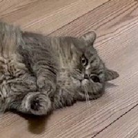 カメラ目線の猫