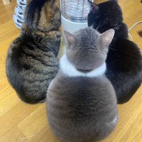3匹の猫の後ろ姿