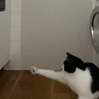猫の目の前を落下していくボール